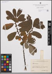 Foto von Salix cinerea L.